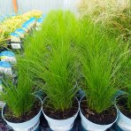 Kavyľ (Stipa tenuissima) ´PONYTAILS´ kont. C1L